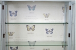Picture of Vintage Shabby Chic Display Cabinet